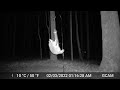 Gardepro e6 trail camera footage  24mp 1296p game camera with no glow night vision motion activated