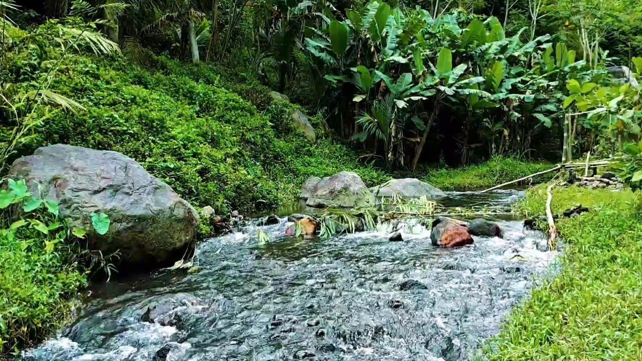 Soothing River Stream Sounds | Relaxing Nature Ambience