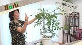 ベランダ菜園 プランターで作るミニトマト 支柱立てと誘引 Youtube