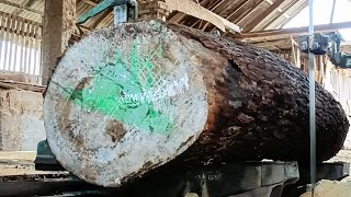 How to saw large pine wood #24
