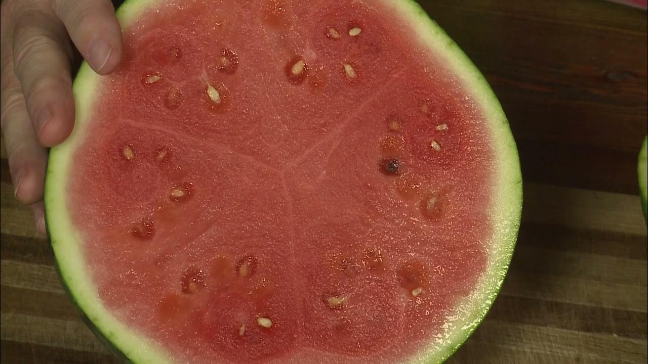 Seeded vs. Seedless Watermelons YouTube