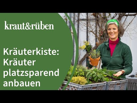 Video: Liebstöckelpflanzen teilen - Wie man Liebstöckel-Kräuterpflanzen teilt
