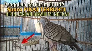 Perkutut Betina memanggil jantan Suara bersahutan perkutut lokal gacor , Ampuh untuk PANCINGAN
