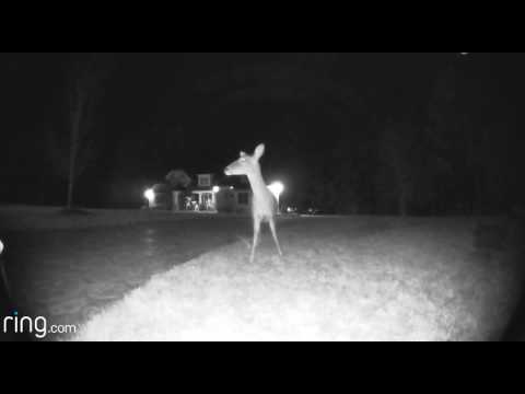 a-deer-checking-out-my-ring-pro-video-doorbell