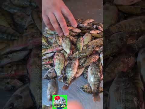 مهما أكلت سمك شبار مش هتلاقي أطعم من الشبار البلدي الجوابي