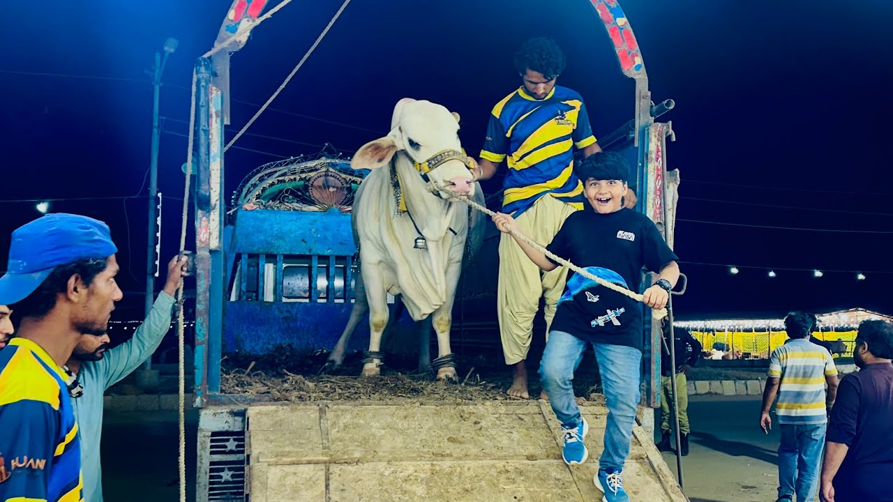 Ali ny first time khatarnak cow ki unloading ki 😳 || qurbani ka janwar le leya …?