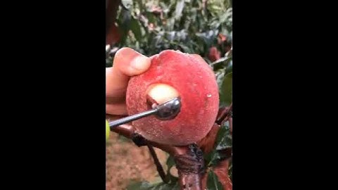 Dụng cụ cắt tỉa trái cây, củ quả đa năng (2 trong 1)