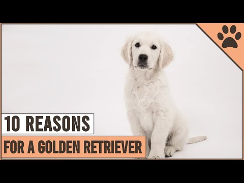 วีดีโอ: 10 เหตุผลที่ Labrador Retrievers สร้างสัตว์เลี้ยงในครอบครัวที่ยอดเยี่ยม