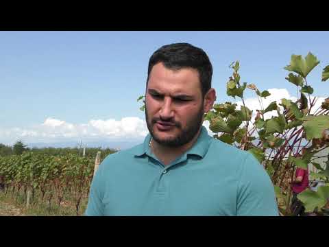 მცირე მარანი - \"შაქარაშვილის ღვინის მარანი\"