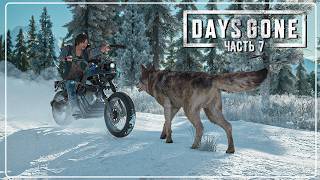 БУХАРЯ ПОХИТИЛИ? В ПОИСКАХ ЖЕНЫ!   | DAYS GONE 🧟 | Часть 7