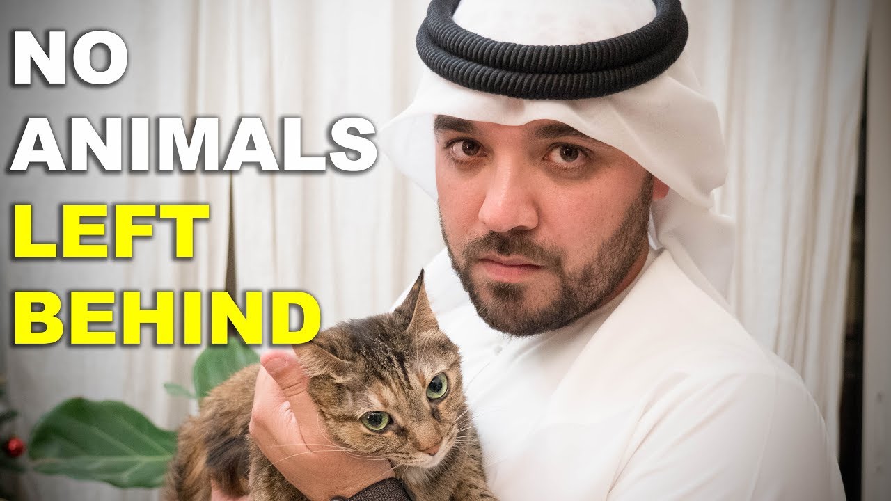 NO ANIMALS LEFT BEHIND - YouTube