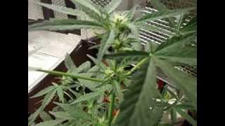 a update on my royal bluematic week 5