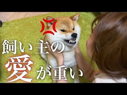 飼い主の愛がうっとーしい柴犬