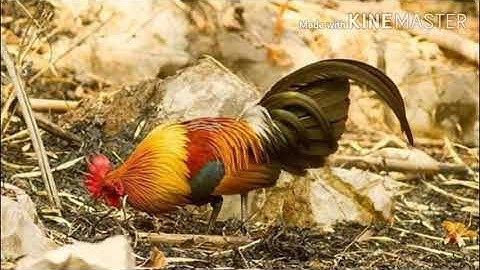 Suab​ lau​ qaib​ dib​ cuab​ tuaj​ zoo​ heev​