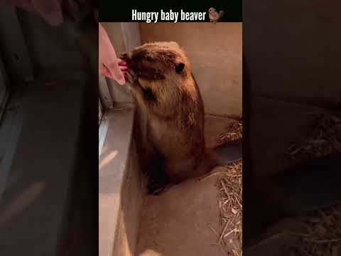 hungry baby beaver