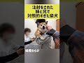 注射をされた妹と兄で対照的すぎた柴犬 #shibainu #柴犬 #shorts