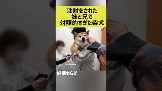 注射をされた妹と兄で対照的すぎた柴犬 #shibainu #柴犬 #shorts