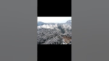 Why Pandas Train 2 Years to Return to the Wild 🐼 #shorts #youcurious #panda #china