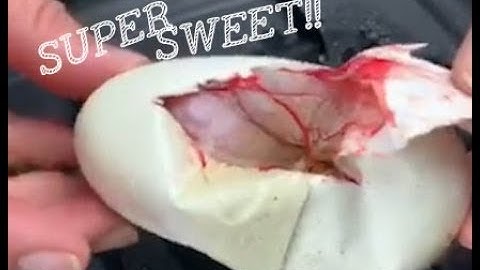 Super Ball Python Clutch Egg Cutting