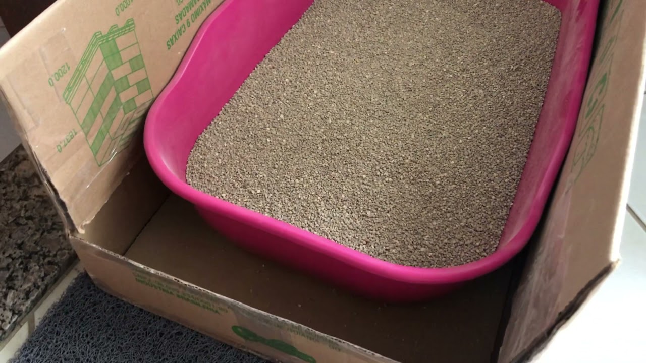CAIXA DE AREIA DE GATO DENTRO DE APARTAMENTO - VEJA ESTÁ DICA INCRÍVEL