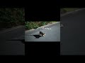 縄張りから追いやられた小さな猫 #shorts