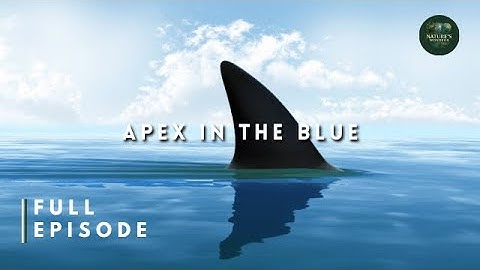 Apex in Blue: The Silent Power of Great Whites 🦈