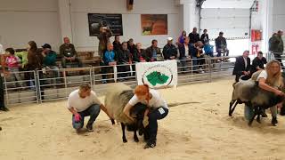 ProVes Viking Czech National Senior Champion Romanov ram 2017