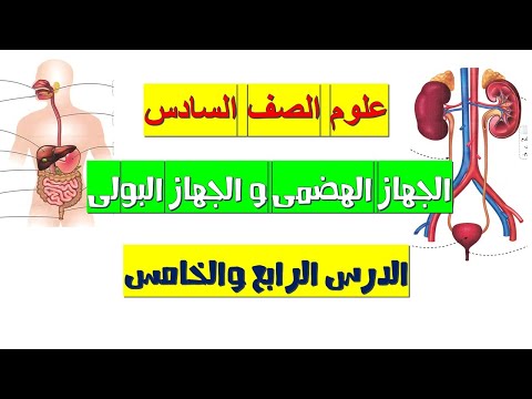 أسهل شرح الجهاز الهضمي والجهاز البولي علوم الصف السادس الابتدائي 2026