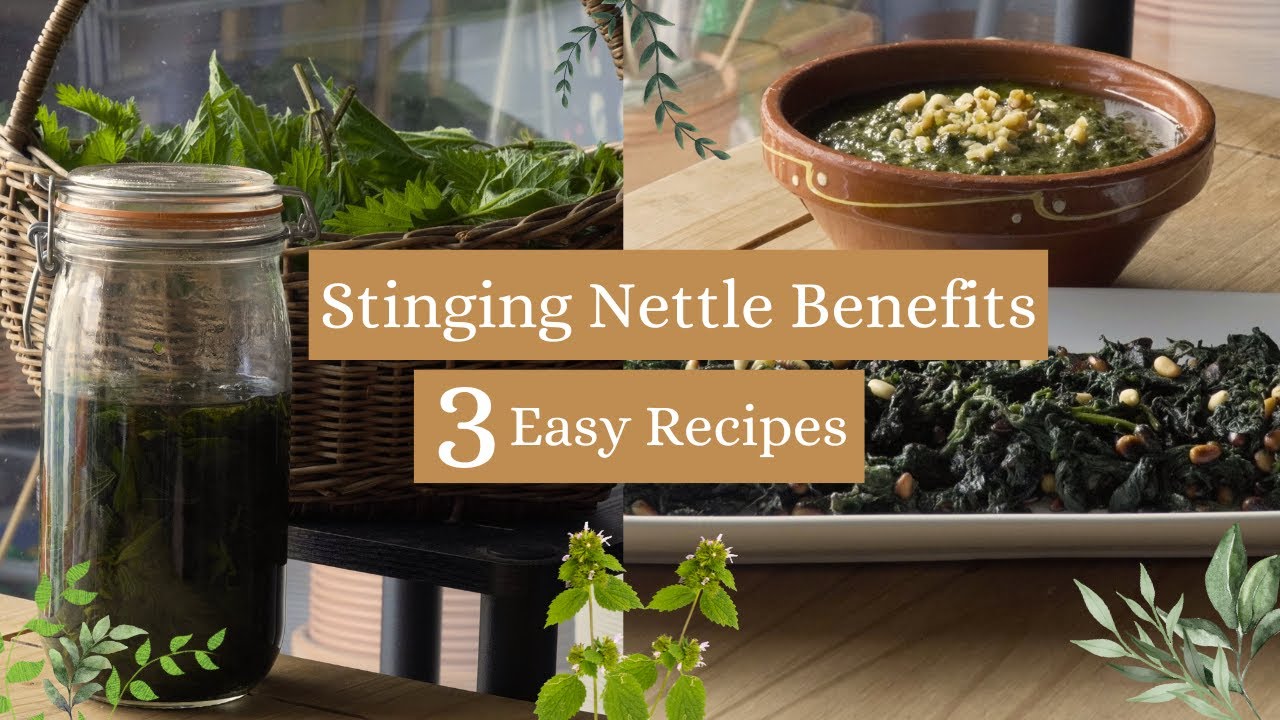 Stinging Nettle Benefits 3 Easy Nettle Recipes YouTube
