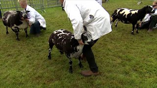 Prif Bencampwriaeth Defaid Brith Iseldiroedd | Dutch Spotted Sheep championship