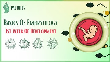 Basics of Embryology | First Week of Development