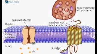 هرمون بروتيني صغير تنتجة بعض خلايا البنكرياس
