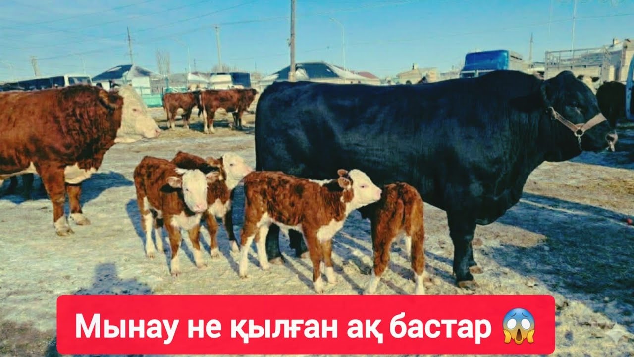 МЫНАУ НЕ ҚЫЛҒАН АҚ БАСТАР? 😱 ҚЫЗЫЛОРДА МАЛ БАЗАРЫ - 2026.