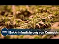 CANNABIS LEGALISIERUNG: Lauterbach und FDP sehen massiven Reformbedarf bei Drogenpolitik