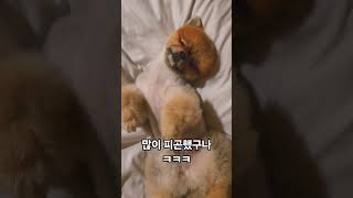 많이 피곤했던 뽀실이 ㅋ#강아지 #애견영상 #cute #cutedog #pets #pomeranian #애견