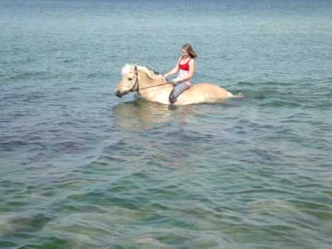 Ein Pferd badet in der Kieler Frde. Cindy mein ser...