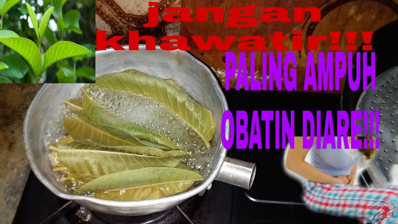 OBAT DIARE!!! PUCUK DAUN JAMBU BIJI!!DIREBUS!! 
