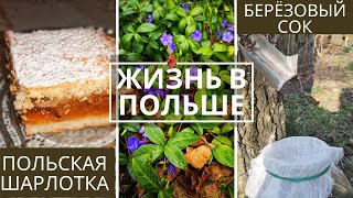 Жизнь в Польше. Как собирать берёзовый сок. Польская шарлотка. Супер рецепт. Весенние работы в саду.