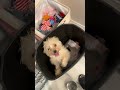 My Mischievous Dog Was WAY Too Happy To Sneak Into The Trashcan