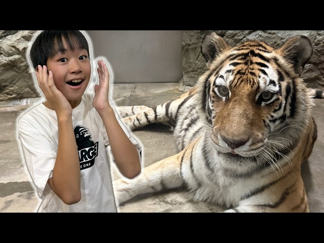 レオくんページ レオくんがおでかけ！日本平動物園！ Part191 トイキッズ - YouTube