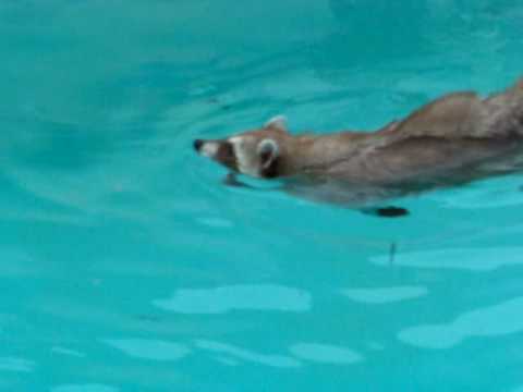 raccoon pool