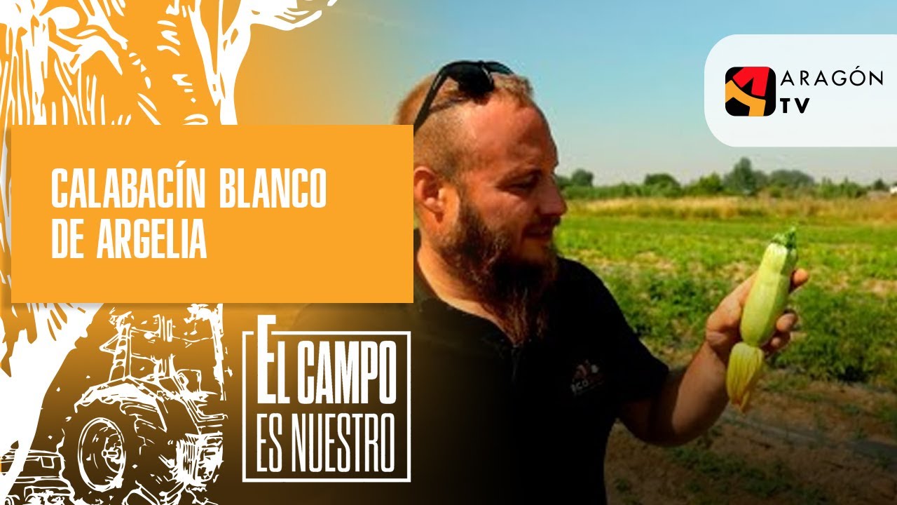 Calabacín blanco de Argelia