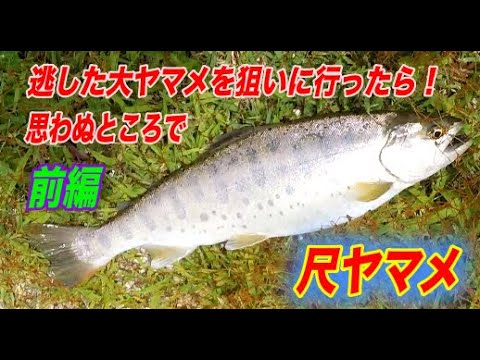 渓流エサ釣り 渓流釣りはしばらくお休みと言ったのに 逃した大ヤマメが気になって釣りに行ったら 思わぬ所で尺ヤマメ Youtube