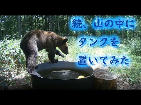 熊の胆嚢　ヒグマ北海道 通称“OSO18”】牛が襲われるも…人前に姿を現さない“忍者グマ