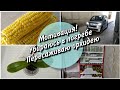 Мотивация на уборку 🧹Убираю в погребе/ Варёная кукуруза🌽Пересаживаю фаленопсис/Закончилась страховка