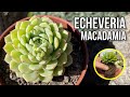 ECHEVERIA MACADAMIA | Cuidados