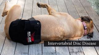 infrared light therapy for dogs