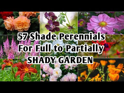 Video: Zone 8 Shade Perennials - Growing Zone 8 Perennials Sa Shade Gardens