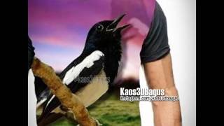 KAOS BURUNG - Kicau Mania - Kaos3D Gambar BURUNG