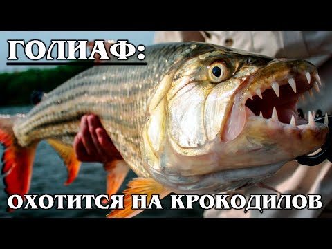 BIG TIGER FISH: Goliath-river monster! Fish that eats crocodiles | facts about predatory fish